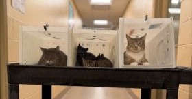 URGENT: 121 cats arrived in single day